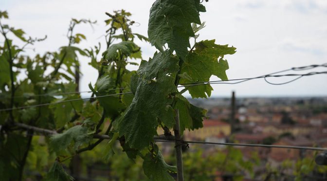 2016 Cantina di Soave, Rocca Sveva Recioto di Soave Classico, Veneto, Italien