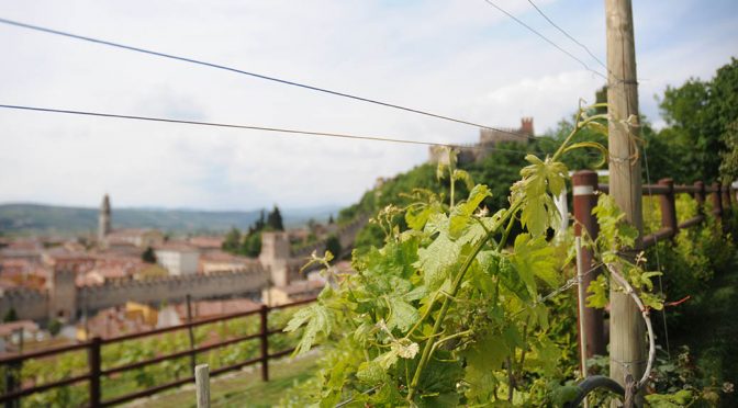 Houlberg i Soave – part 2: Historien om Soave og dens mange cru’er