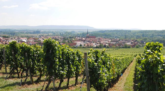 2017 Weingut Georg Zang, Sommeracher Katzenkopf Weißburgunder Spätlese Trocken, Franken, Tyskland