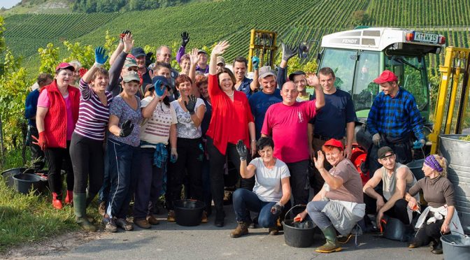 2015 Weingut Hans Wirsching, Iphöfer Kalb Silvaner Erste Lage, Franken, Tyskland