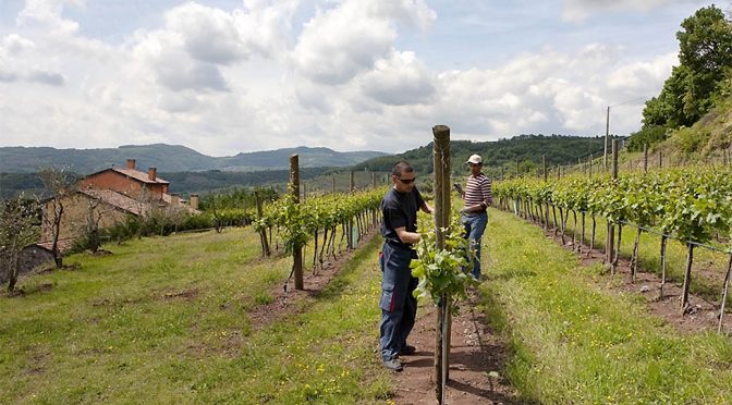 2018 Fattori, Roncha Bianco del Veneto IGT, Veneto, Italien