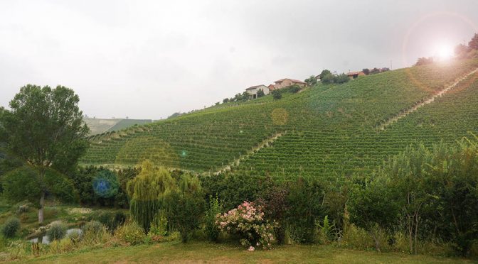 2017 Réva, Nebbiolo d’Alba, Piemonte, Italien