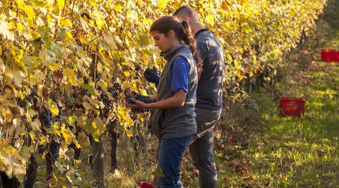 2017 Giulia Negri, Barbera d’Alba, Piemonte, Italien