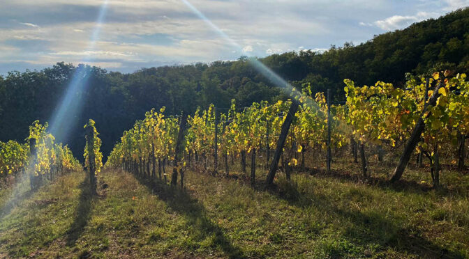 2018 Domaine Barmès-Buecher, Pinot Noir Vieilles Vignes, Alsace, Frankrig