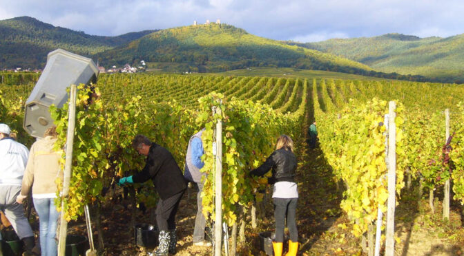 2016 Domaine Léon Beyer, Pinot Gris Grand Cru Eichberg Comtes d’Eguisheim, Alsace, Frankrig