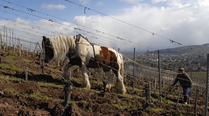 2017 Domaine Zind-Humbrecht, Pinot Gris Heimbourg, Alsace, Frankrig