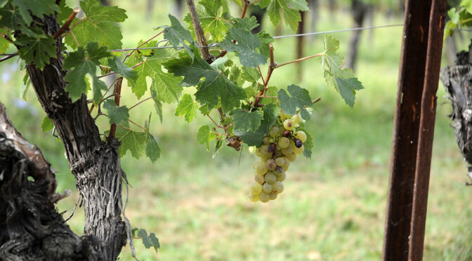 2017 Tenuta Roveglia, Lugana Vendemmia Tardiva Filo di Arianna, Lombardiet, Italien