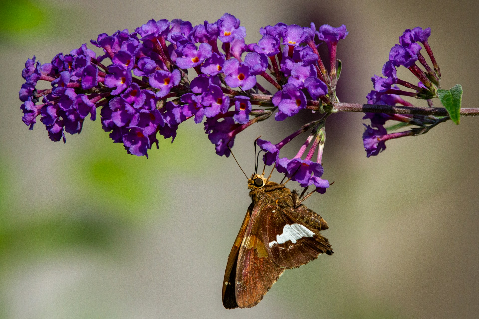 vlinderstruik-verplaatsen-in-de-tuin vlinderstruik-verplaatsen-in-de-tuin