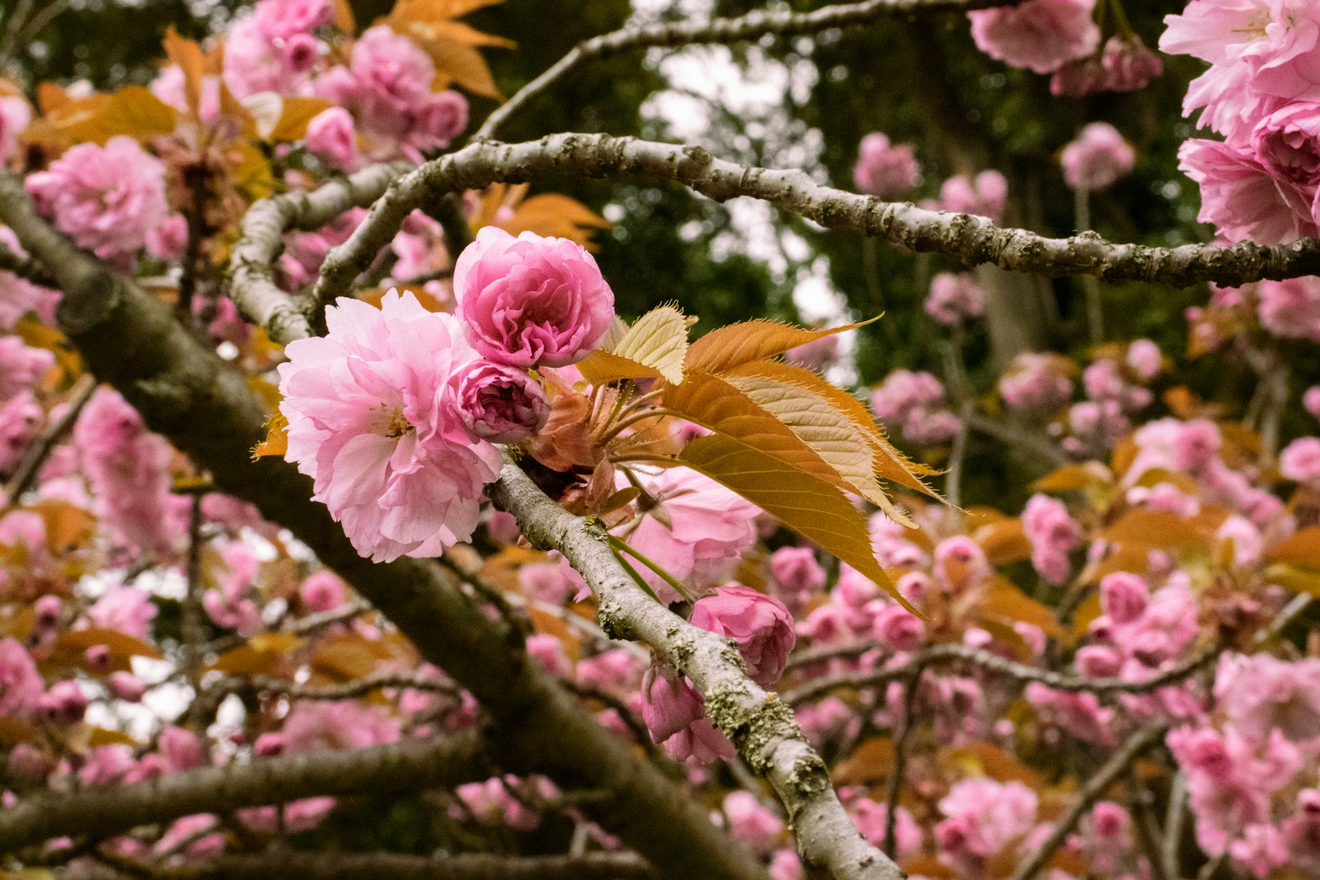 Prunus serrulata Prunus serrulata