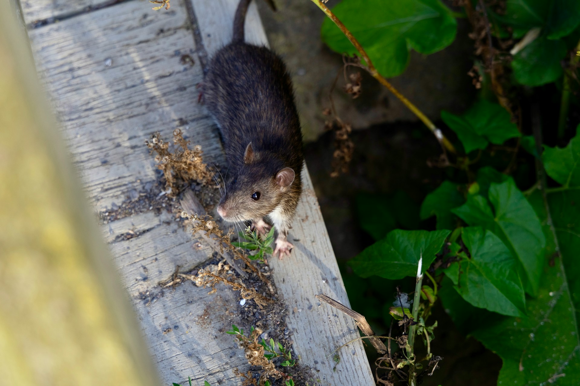 ratten-verjagen ratten-verjagen