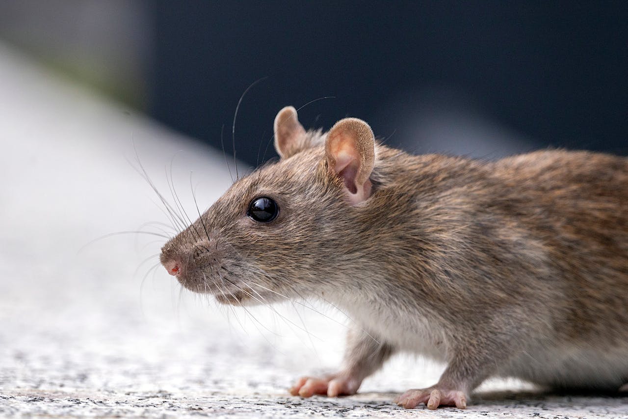 wat doet chloor tegen ratten wat doet chloor tegen ratten