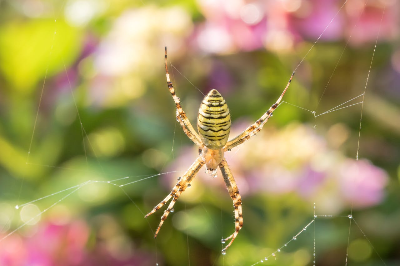 spinnen-in-de-tuin-bestrijden spinnen-in-de-tuin-bestrijden
