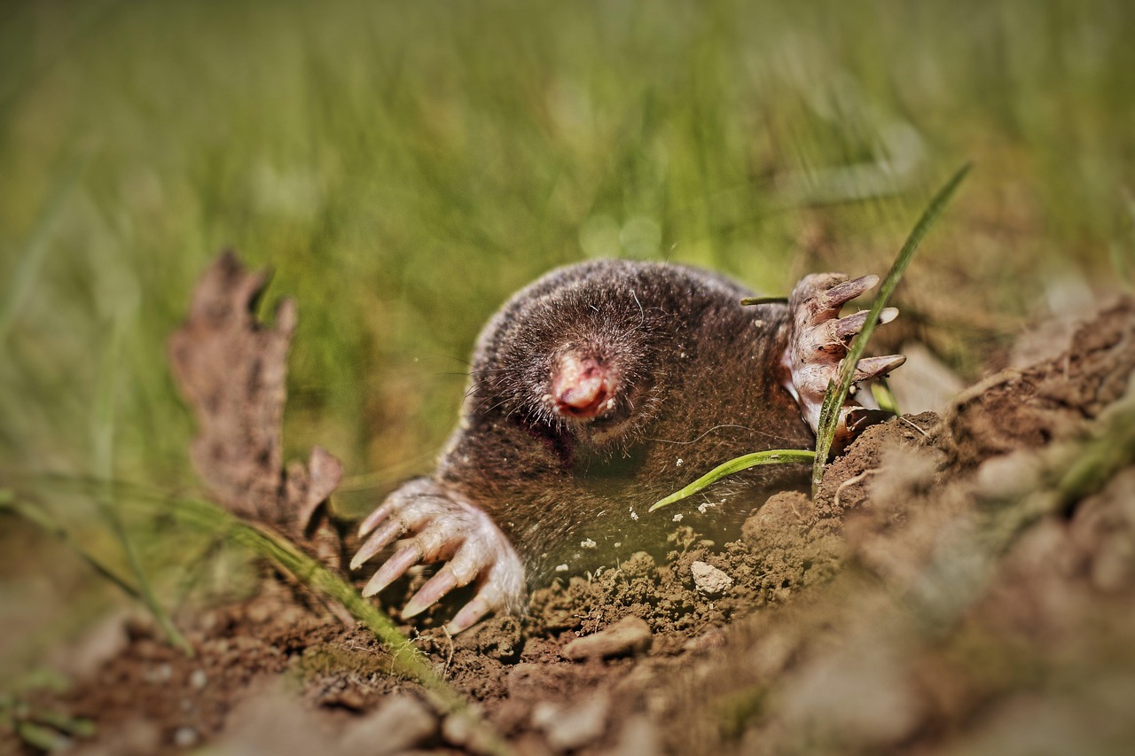 verschil tussen mollen en woelratten verschil tussen mollen en woelratten