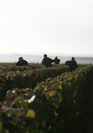 Louis Roederer owns 240 hectares of vineyards in the Champagne region