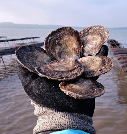 Pembrokeshire native oysters