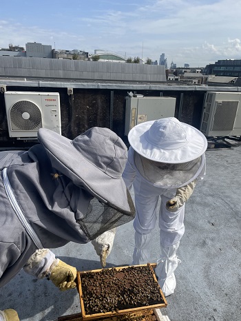 the residents of Heddon House’s rooftop