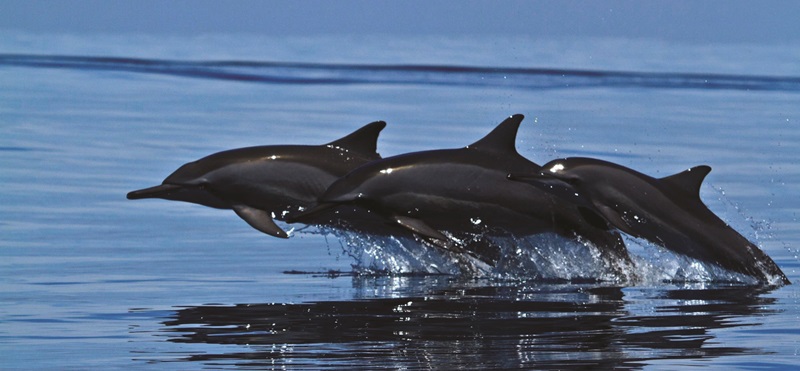 Spinner dolphins escorting Amilla’s guests aboard one of their marine life cruises.