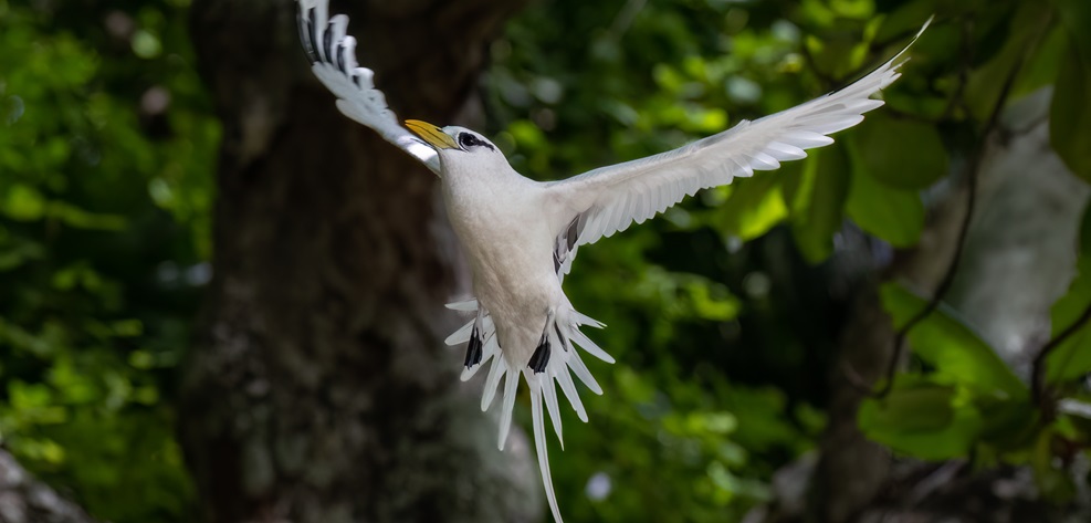 Soaring adult white-tailed tropic bird 