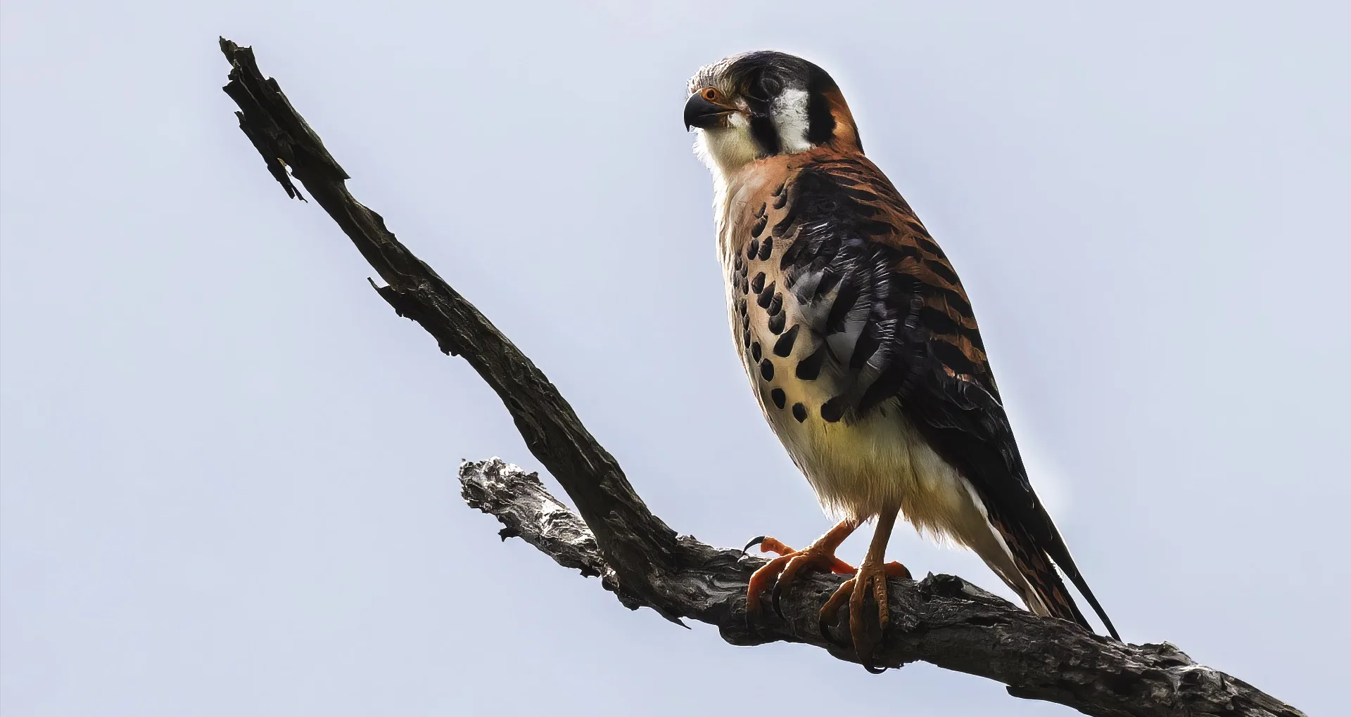 Birdwatching in St Lucia: American Krestel also known as sparrow hawk.