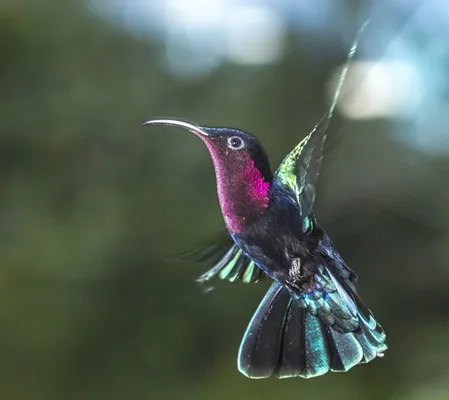 Birdwatching in St Lucia: purple-Throated Hummingbird. © Adams Toussaint.