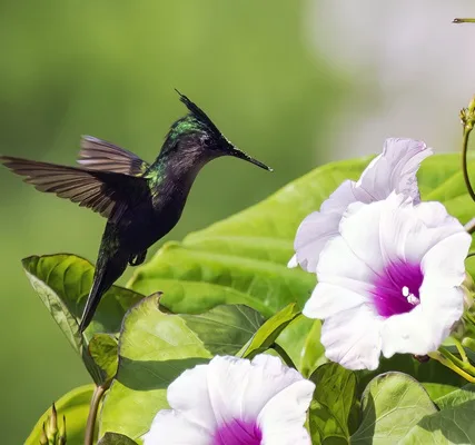 Birdwatching in St Lucia, the Lesser Antillean Crested Hummingbird. © Adams Toussaint.