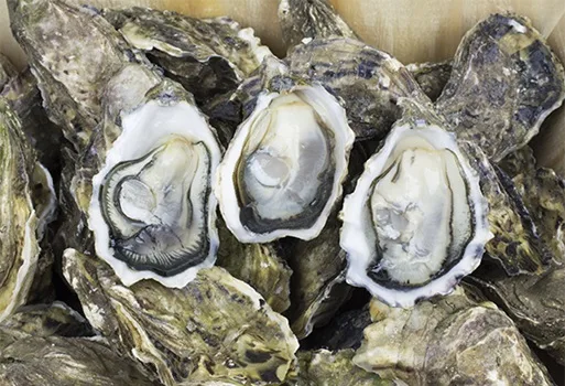 National Oyster Week - Jersey Rock Oysters