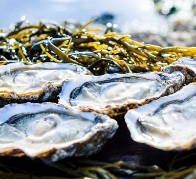 National Oyster Week - Carlingford Oysters