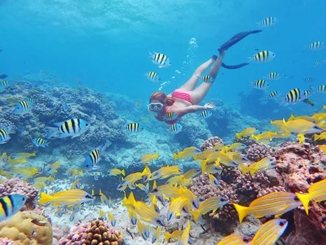 Alphonse Island snorkelling