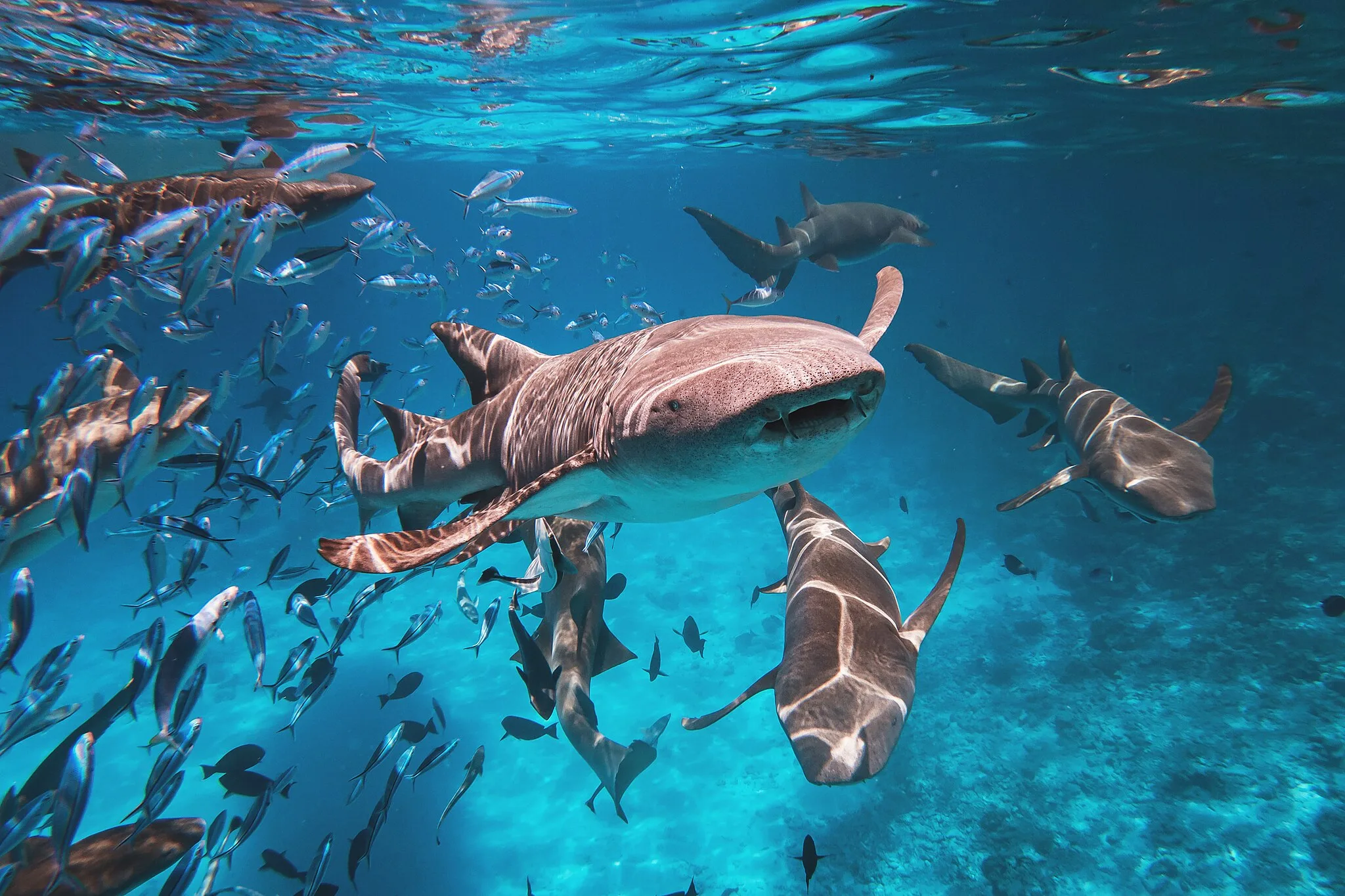 Scuba diving with nurse sharks in the Maldives