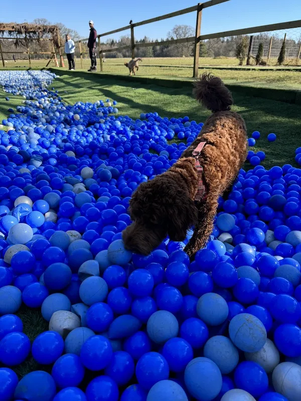 Ball Lagoon at Ross & Friends