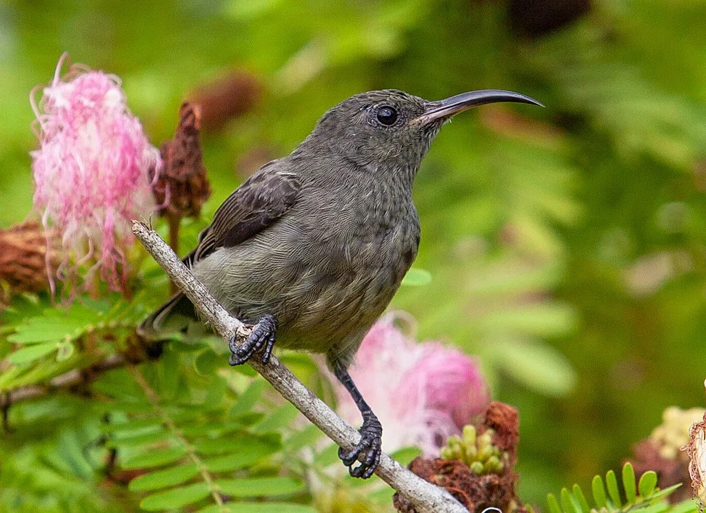 Seychelles sunbird