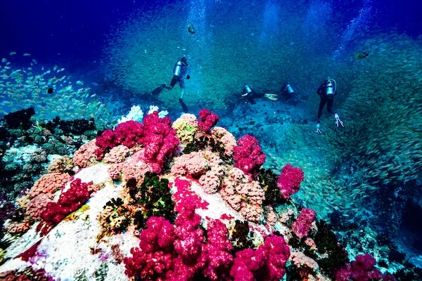 Scuba diving in the Seychelles.
