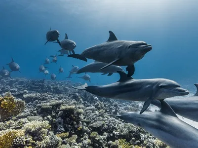 A pod of Indo-Pacific bottlenose dolphins swimming across the coral reefs of the Red Sea, Egypt. (Credit: Olly Scholey)