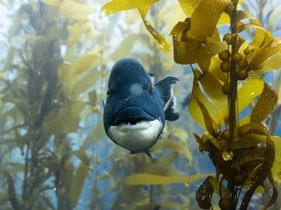 A sheepshead wrasse in a kelp forest in California. (Credit: Olly Scholey)