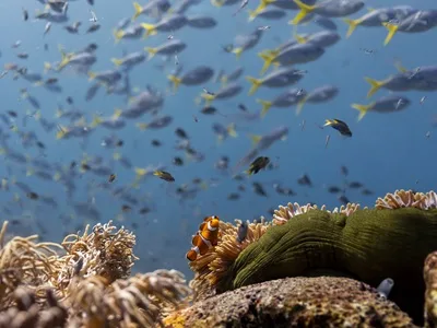 A clown anemonefish on a coral reef in Raja Ampat, Indonesia.