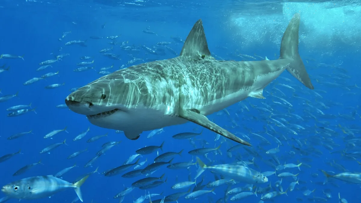 Great White Sharks are considered guardians of the marnine environment.
