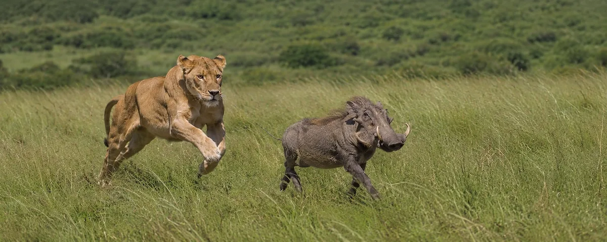 Lioness chasing a warthop near Seringet Mara. © Julia Pasarón