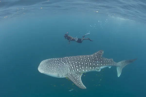 Close encounter with a whale shark in the waters of Mafia Island, Tanzania. Organised by Kitu Kiblu, a partner company of Seas4Life, which offers ethical and respectful encounters with whale sharks while supporting marine conservation and local development projects.