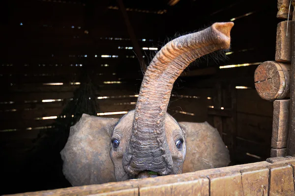 Daba the elephant at the Sheldrick Wildlife Trust in Nairobi
