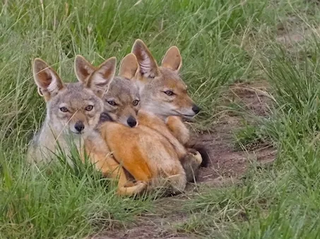 Jackal cubs at Seringet Mara. © Julia Pasarón
