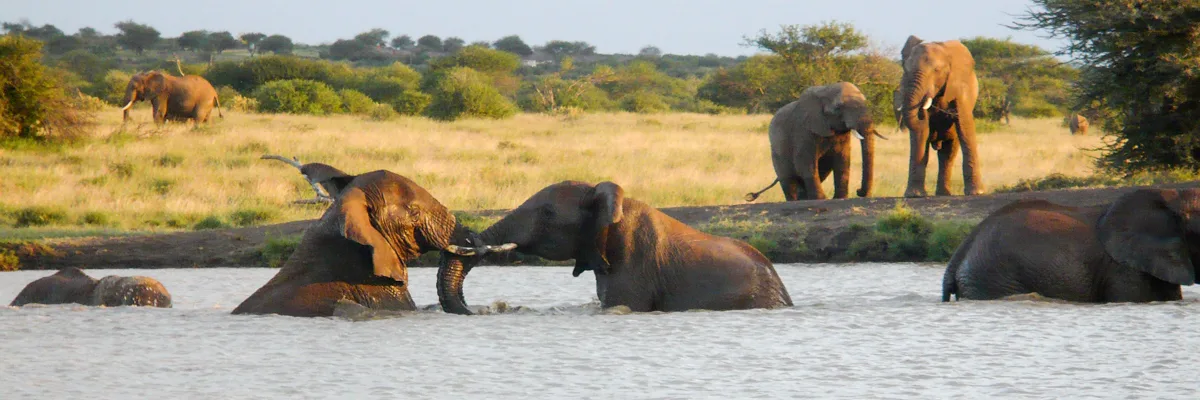 Elephants at Tumaren Camp waterhole, Laikipia