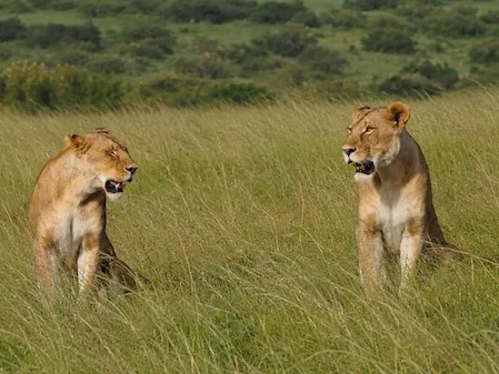 Lionesses near Seringet Mara camp. © Julia Pasarón
