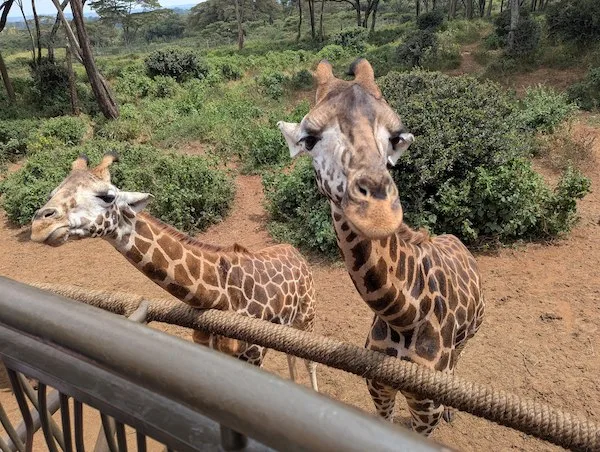 Eye-to-eye encounters with young giraffes at Nairobi’s famous Giraffe Centre