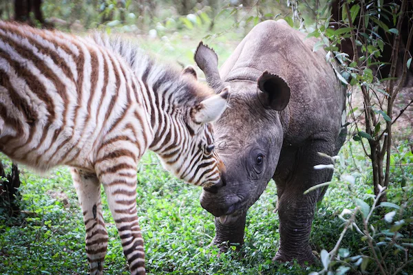 Notty the zebra and Tytan the rhino at the Sheldrick Wildlife Trust in Nairobi
