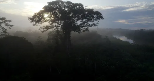 The sacred Samaúama Amazonian Tree. @ Lucy Martins