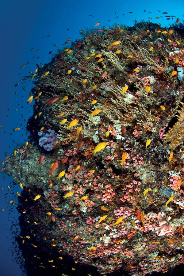 coral outcrop alive with shoals of anthias Four Seasons Resort Seychelles Desroches Island