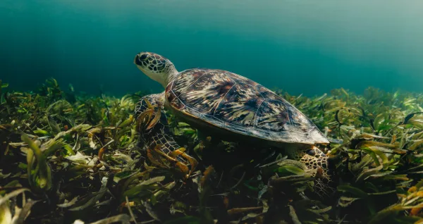 Turtle near Four Seasons Desroches Island, Seychelles