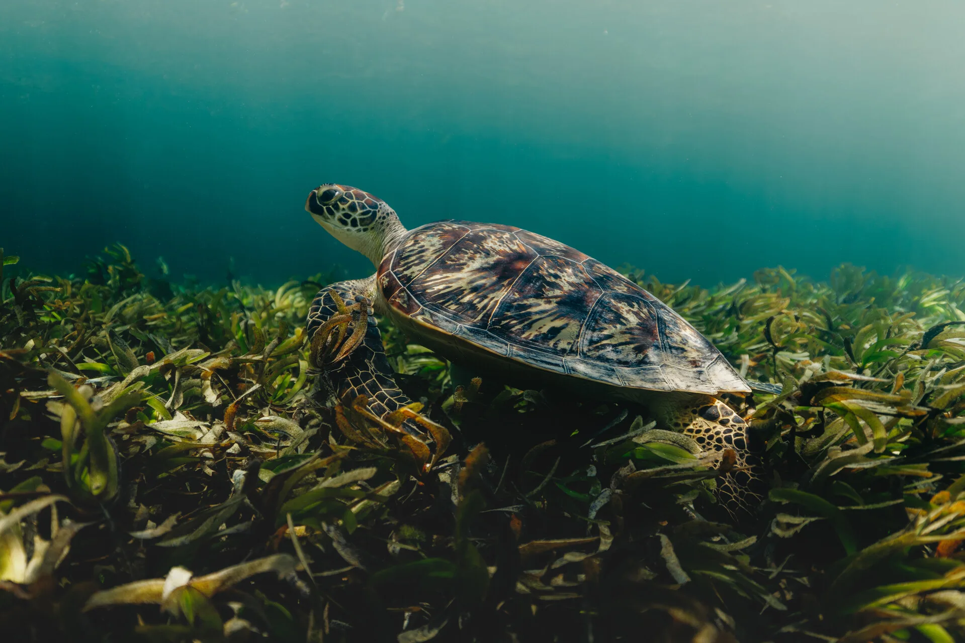 Turtle near Four Seasons Desroches Island, Seychelles