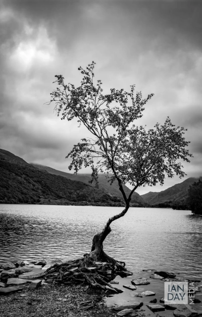 Clouds gather over the ‘lonely tree’ which stands on the edge of Llyn Padarn, Llanberis, North Wales.