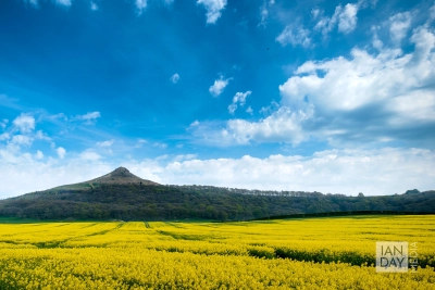 A bright yellow field of rapeseed underneath Roseberry Topping in North Yorkshire.